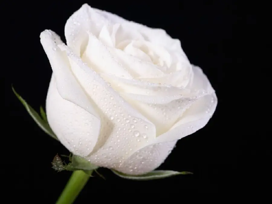 Natural background image of a white rose with tiny dew drops suitable for the phone