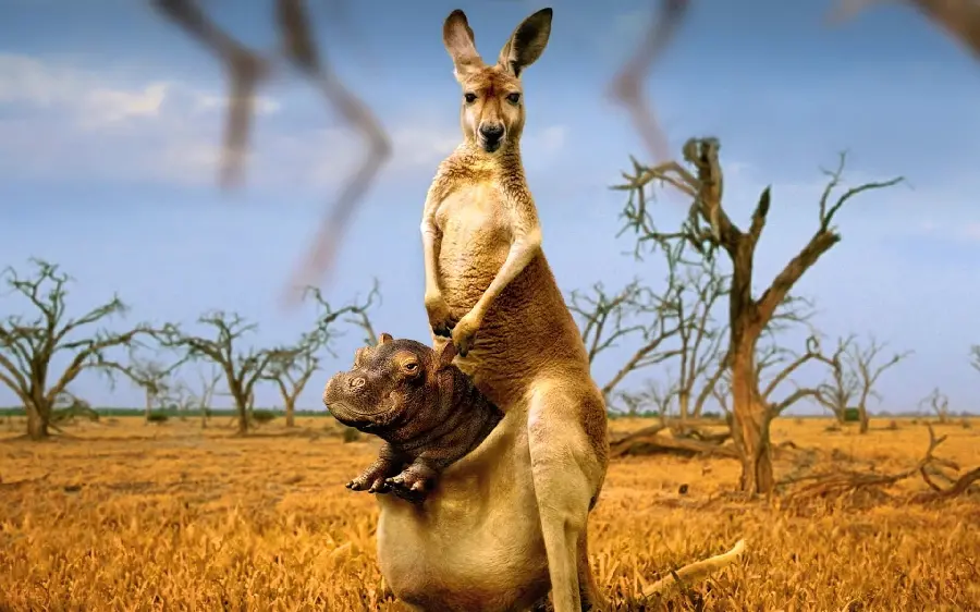 Funny and Modern Poster of Kangaroo and Baby Hippo in its Pouch