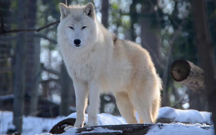 Free download of a wonderful wallpaper of a white wolf in the snow