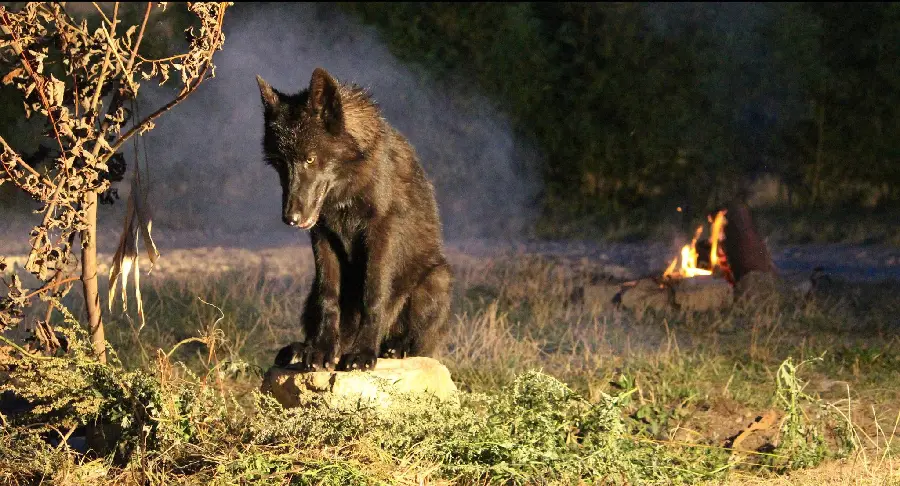 Download Background of a sad wolf on a rock in the sunlight in the forest suitable for laptops