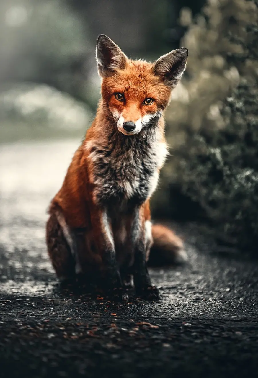 Most Viewed Poster of a Young Silver and Orange Fox Sitting on the Ground