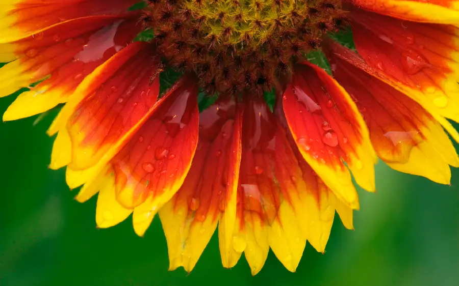 Beautiful wallpaper with a red and yellow flower design in HD quality 