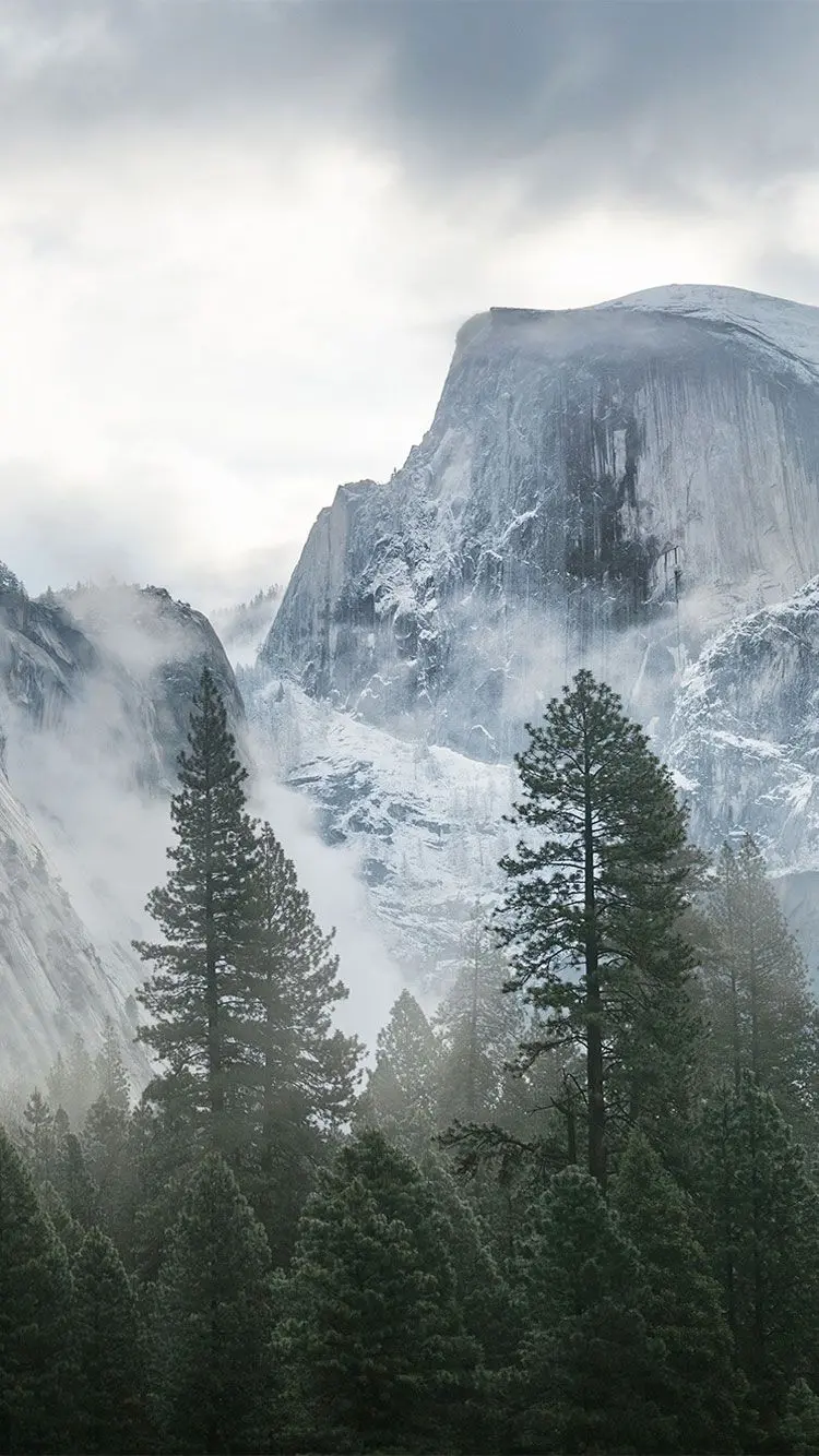 Tall pine trees in the heart of the snowy mountains, suitable for wallpaper iPhone