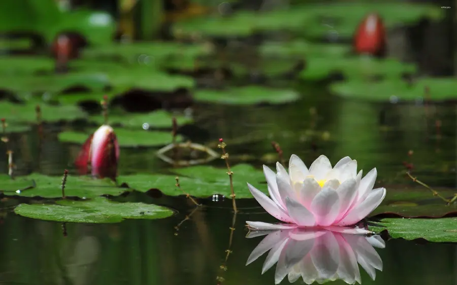 WhatsApp chat page photo with water lily theme 