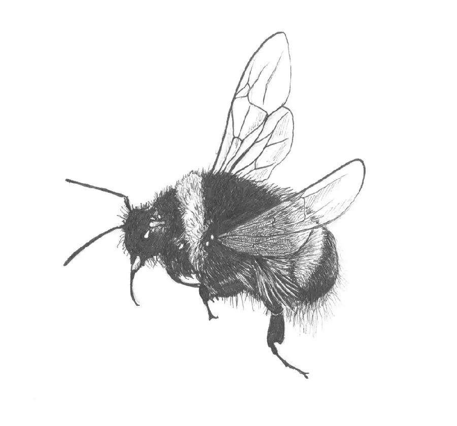 Unique bee design with excellent HD quality
