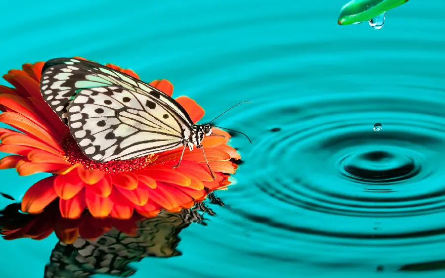 Sparkling Wallpaper of Beautiful Butterfly on Orange Flower on Water
