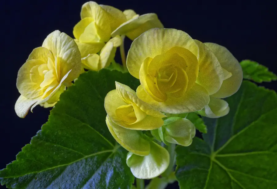 Glossy background of a yellow begonia with wide leaves