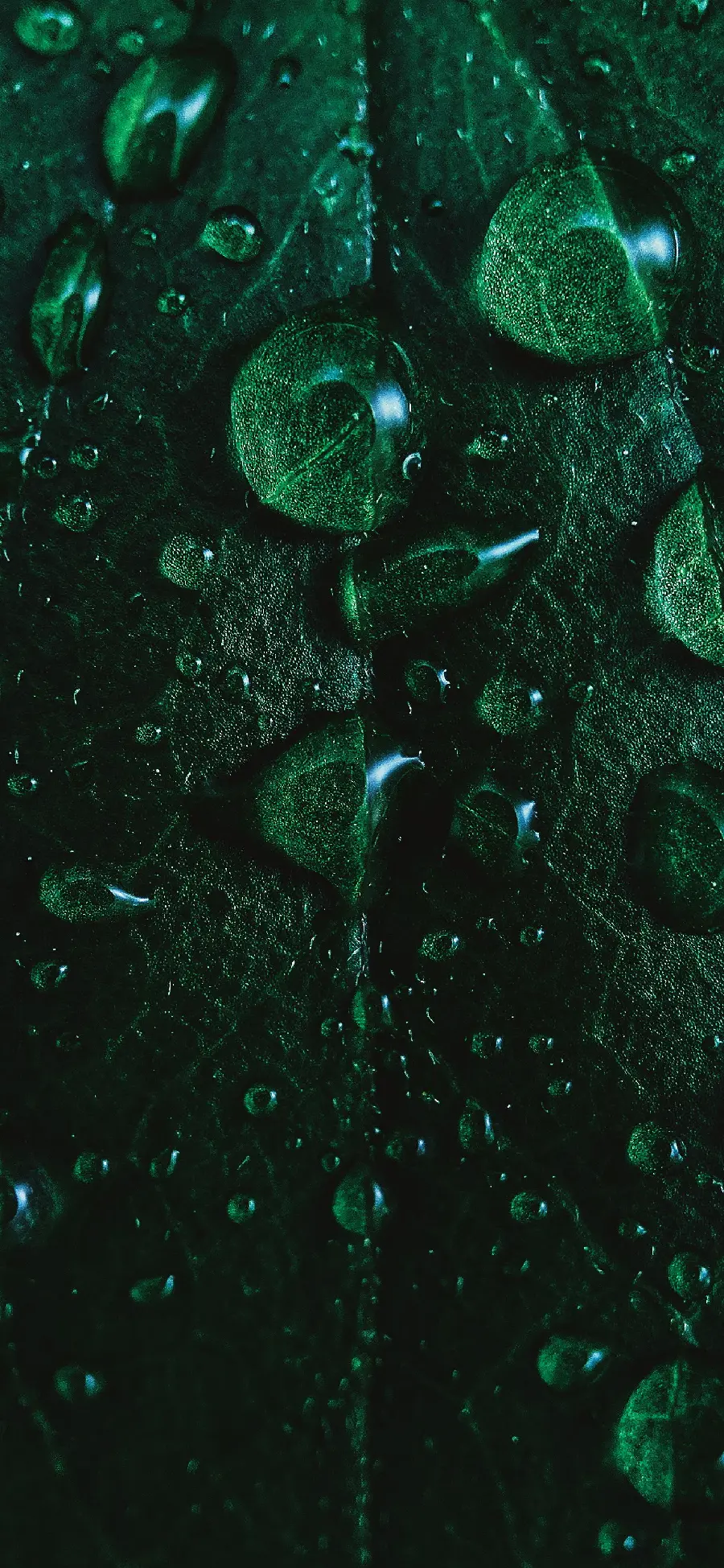 High quality view of dew on green leaf for profile 