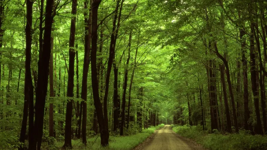 Shining Road in the Heart of the Forest with a Very Beautiful Green Theme 