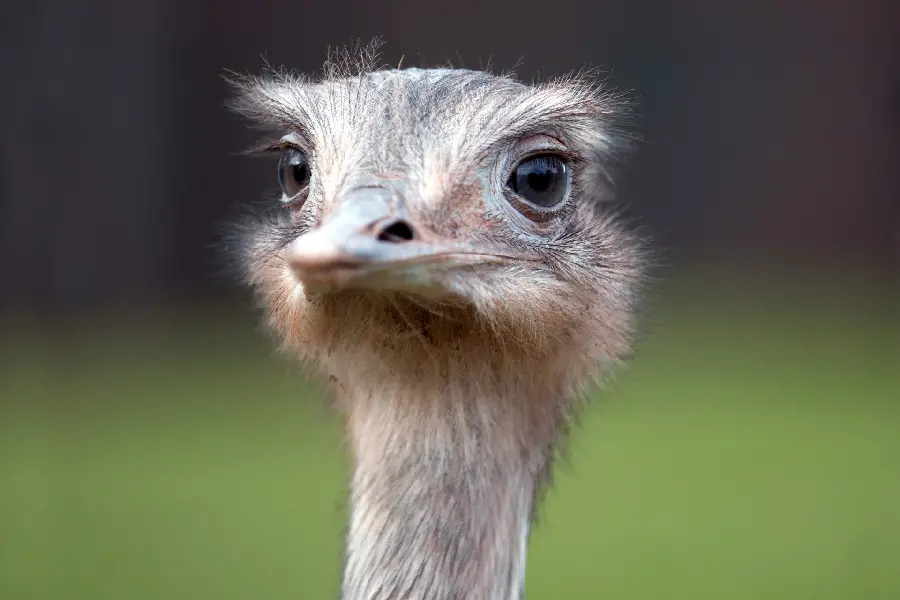 Fluffy and sweet ostrich background suitable for laptops
