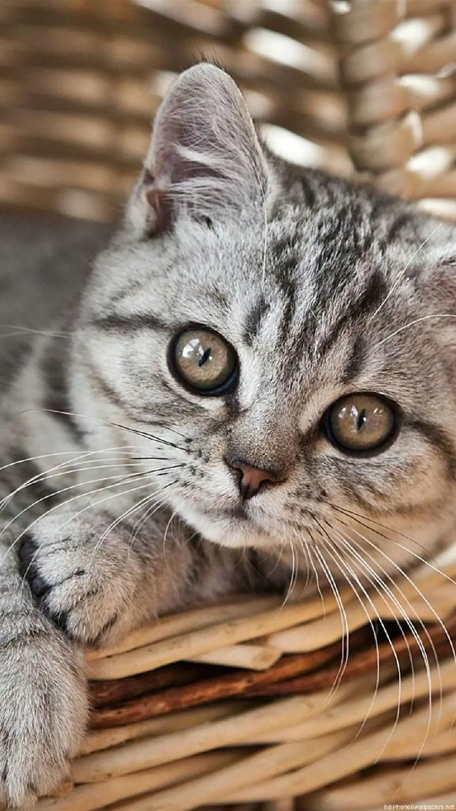 A poster of a small cat lying down and staring silently
