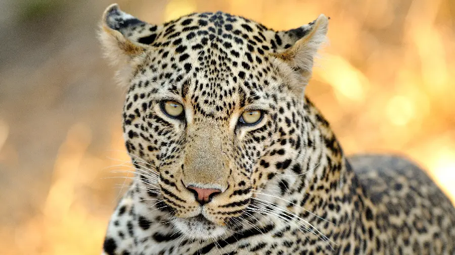 Beautiful leopard stock photo with piercing eyes for windows background