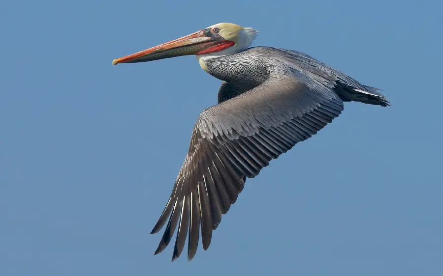 Download HD quality image of a large gray pelican in the blue sky suitable for your phone