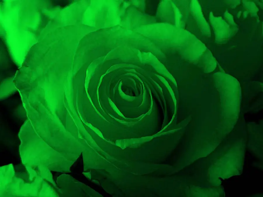 High quality dark and light background image of a large green rose, suitable for phones