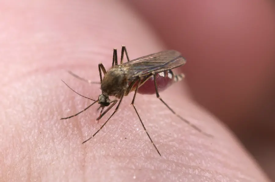 Mosquito wallpaper that bites a human arm or leg