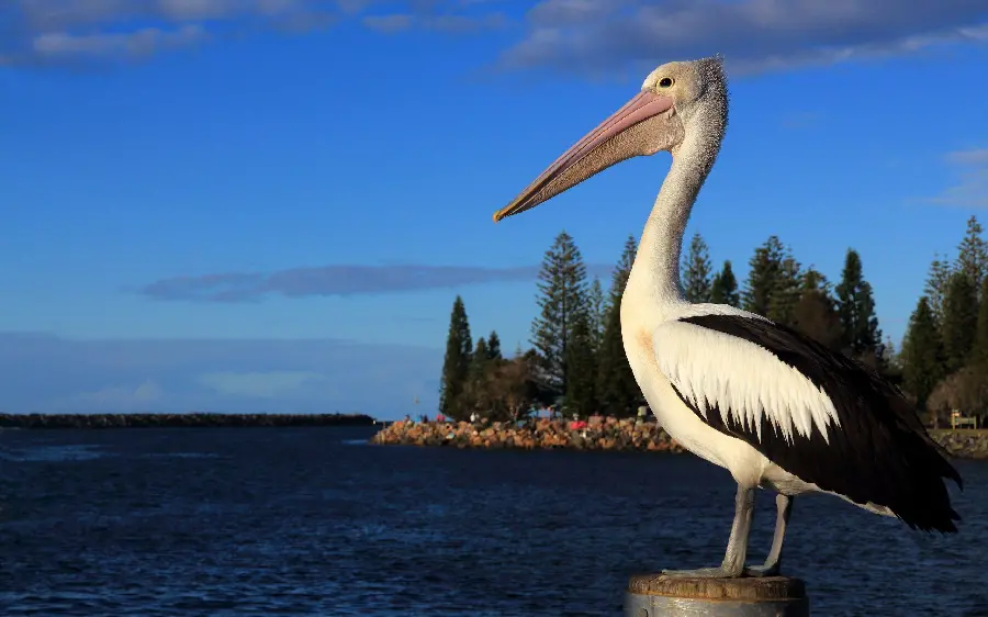 Download a picture of a pelican standing firm and staring at the sea and the forest