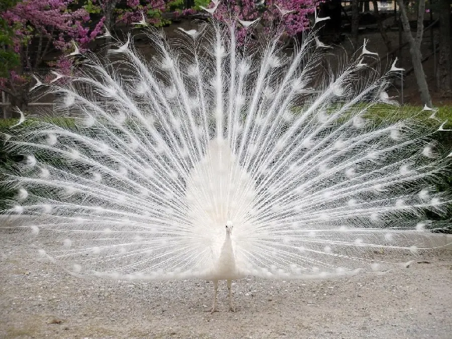 Download stunning stock photo of white and clean feathers of a white peacock