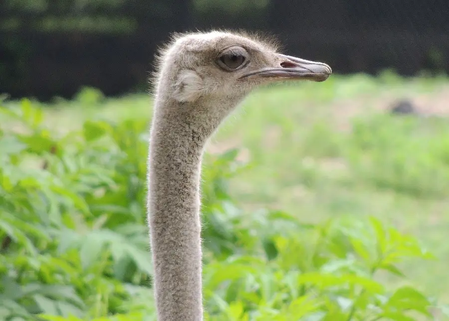Image of a thin and long-necked ostrich in a profile position suitable for the background