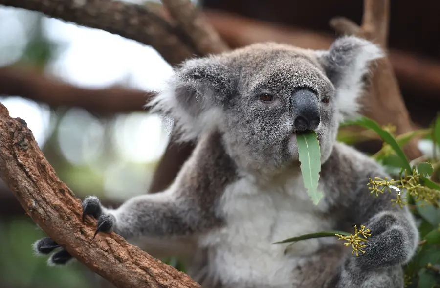 Unique image of koala on tree eating and holding leaf