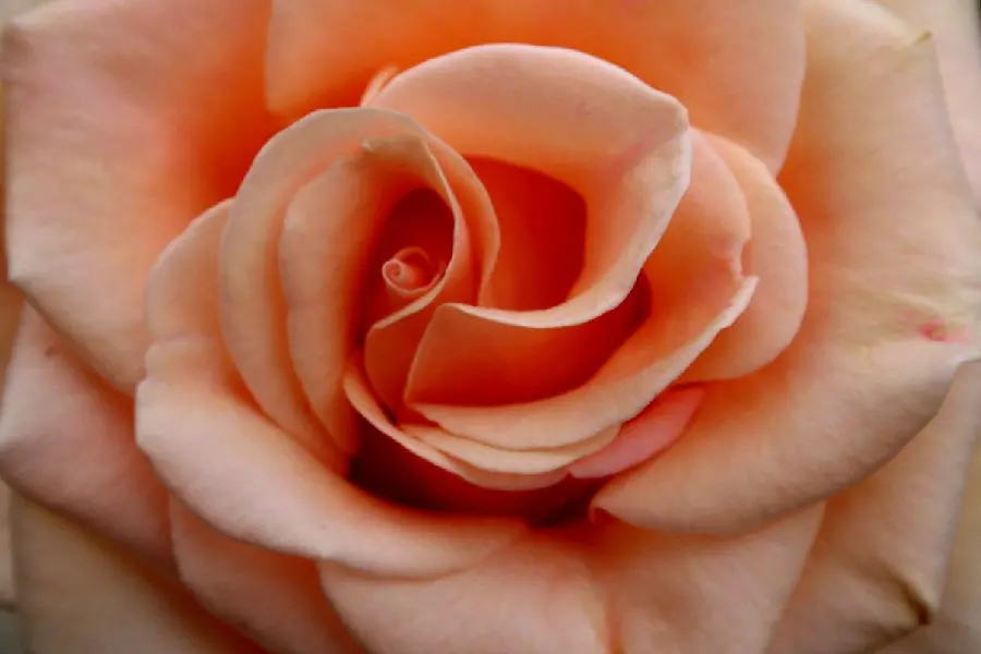 The Most Beautiful Peach Rose Background Photo for Laptop
