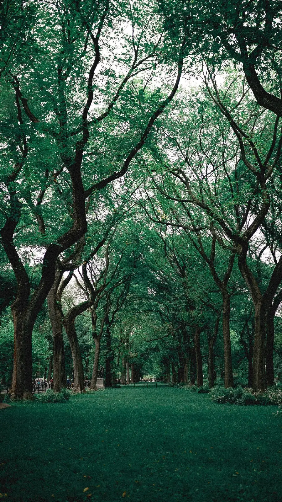 The latest green nature wallpaper with magnificent and attractive trees 