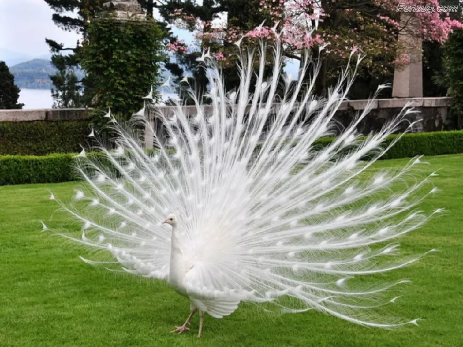 Download beautiful profile picture from the left view of white peacock feathers