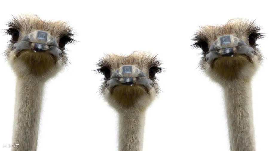 Sweet background of three ostriches looking at each other