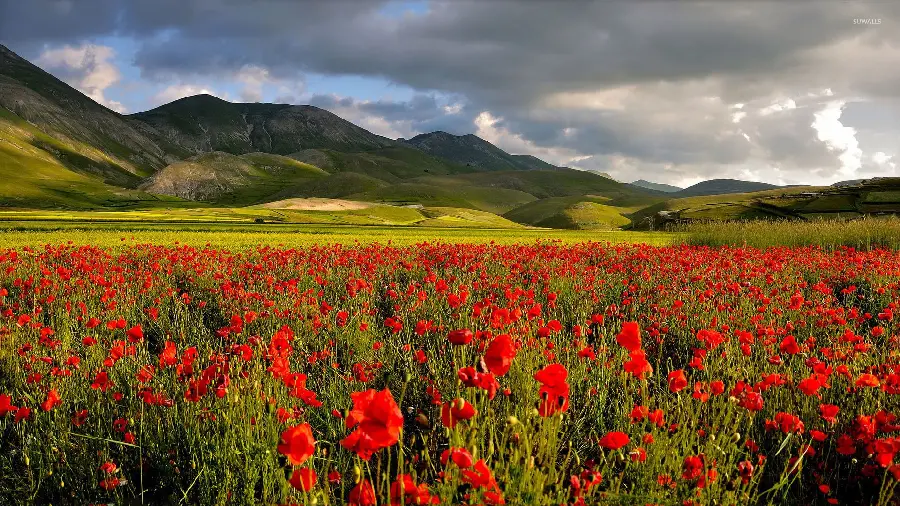 Awesome vector of mountains and wild red poppies in their lush green valley for your profile