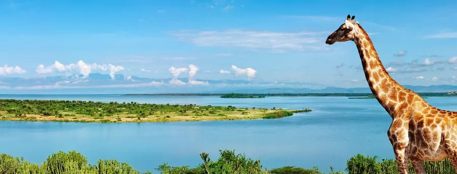 Free Download Cool Wallpaper of Beautiful Giraffe by the Nile River