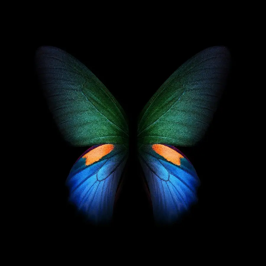 Charming and Sparkling Butterfly Photo for Galaxy Z Fold Background