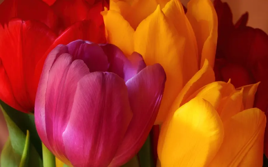 Most popular Linux background photo with tulip flower design 2022