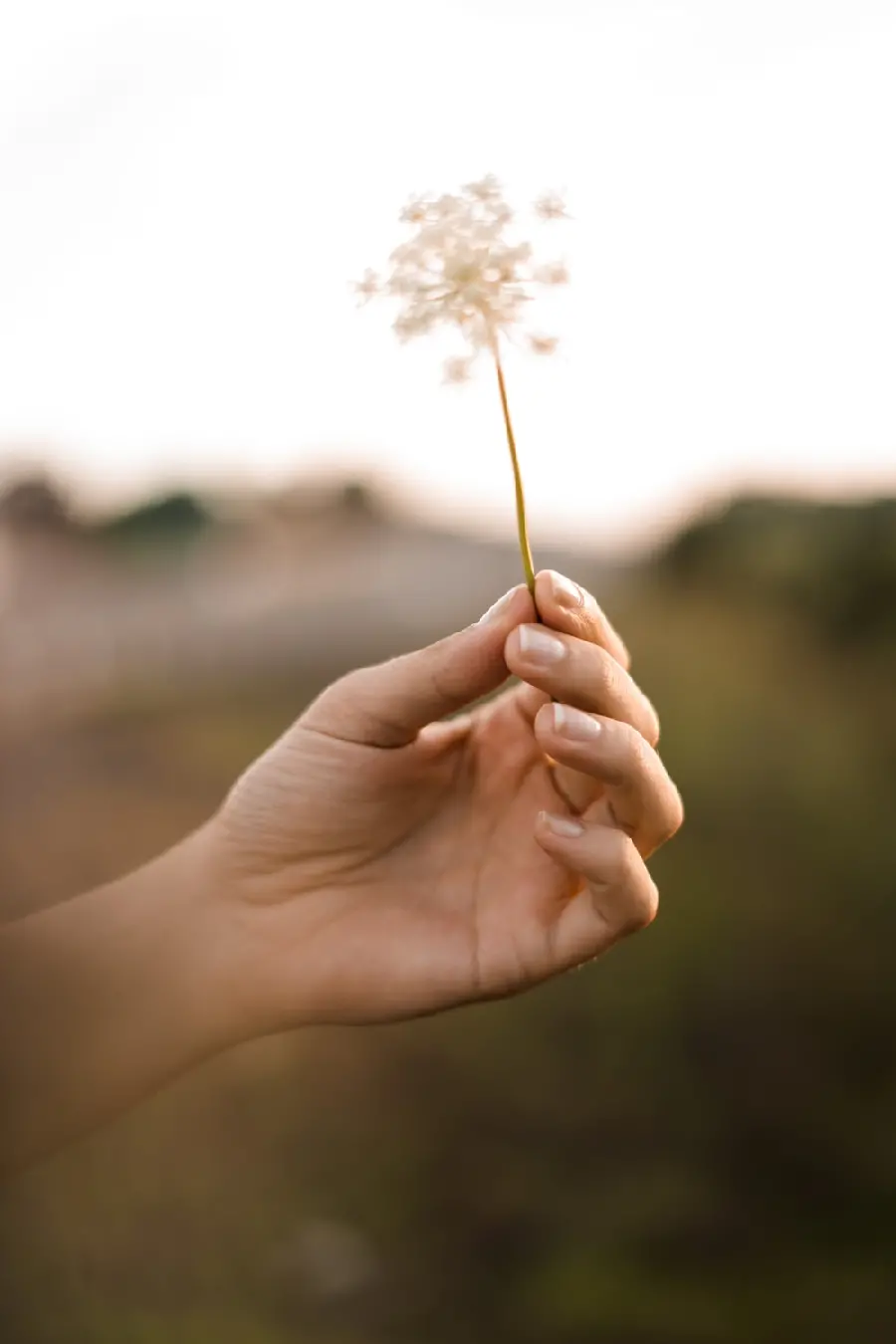 Photo of Invisible and Ugly Flower in the Wind in a Beautiful Hand with a Blurred Background