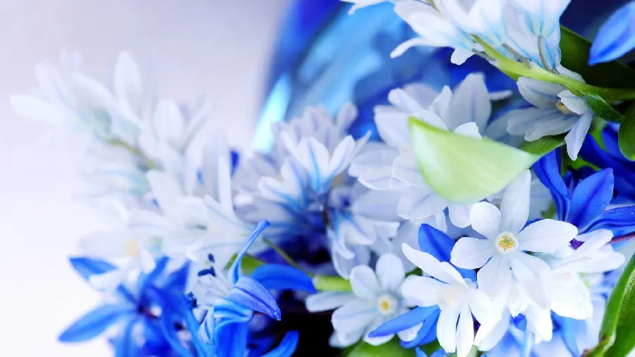 Dreamy Background with White and Blue Flower Design for Windows 12