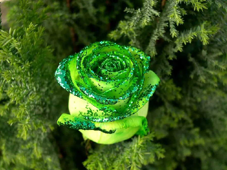 Download an interesting background of a gorgeous green rose in HD quality for Windows