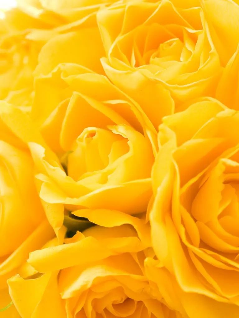 Beautiful and amazing yellow rose wallpaper in Full HD quality 