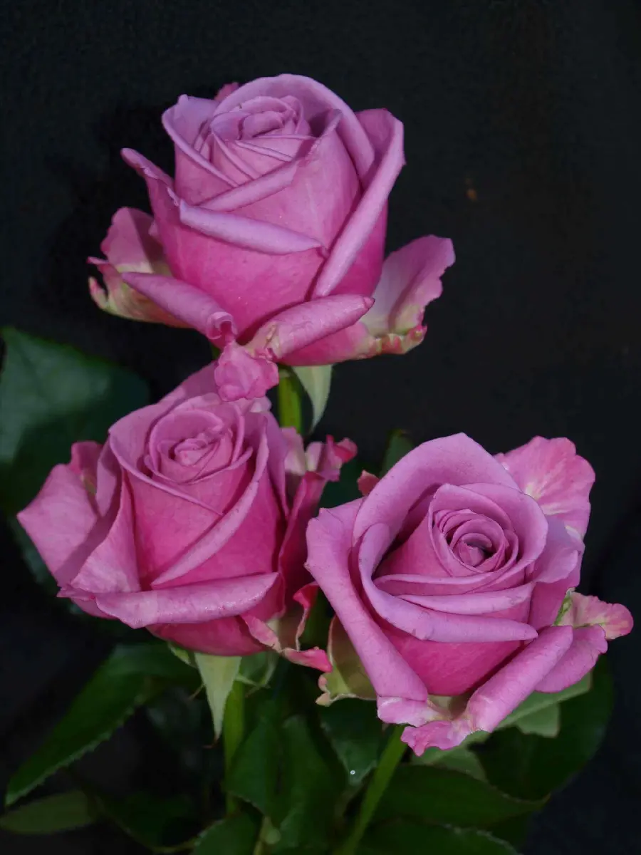 Download Stock Photo of Purple Roses Fading