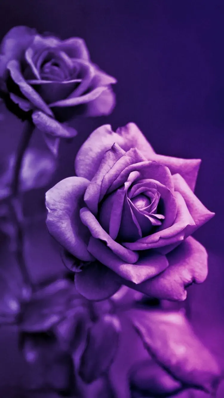 Download attractive poster of 2 large and cute purple roses