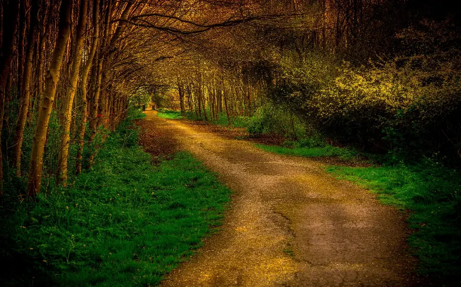 Amazing forest road with an autumn theme in a beautiful artistic frame 