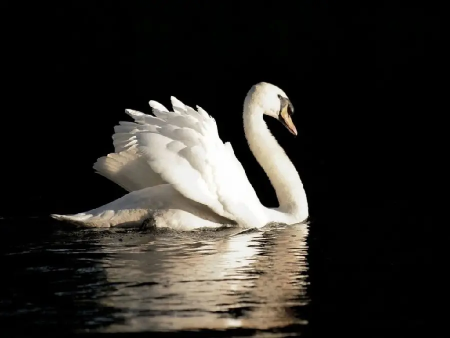 Download an admirable image of a beautiful and spectacular swan for printing on a poster
