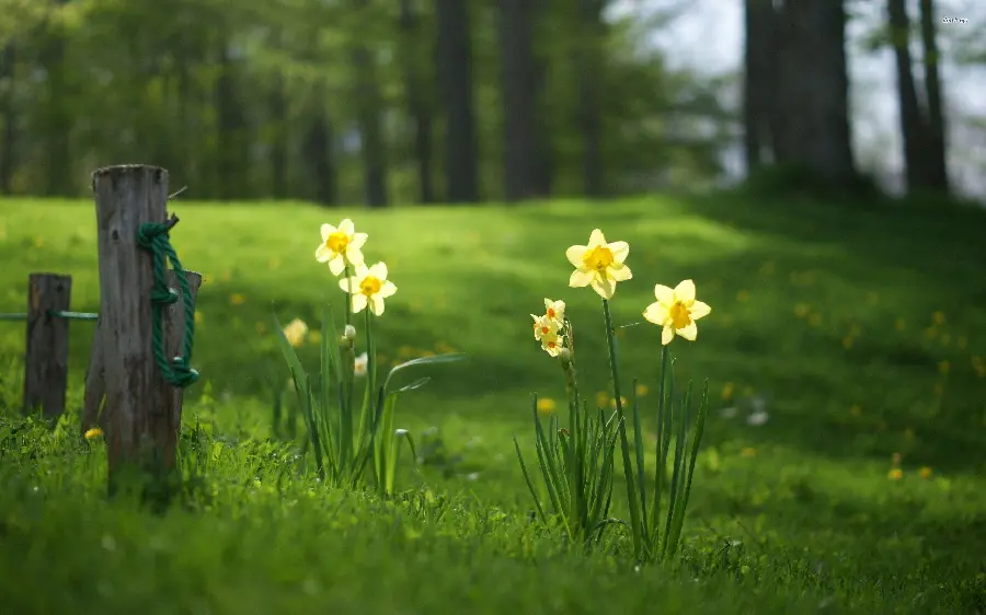 Download a background of a patterned and patterned daffodil flower branch next to a wooden fence in the forest nature