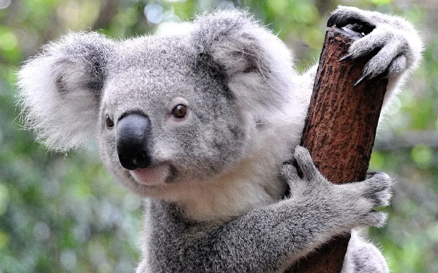 Funny and exciting background of a koala holding the trunk of a coffee tree