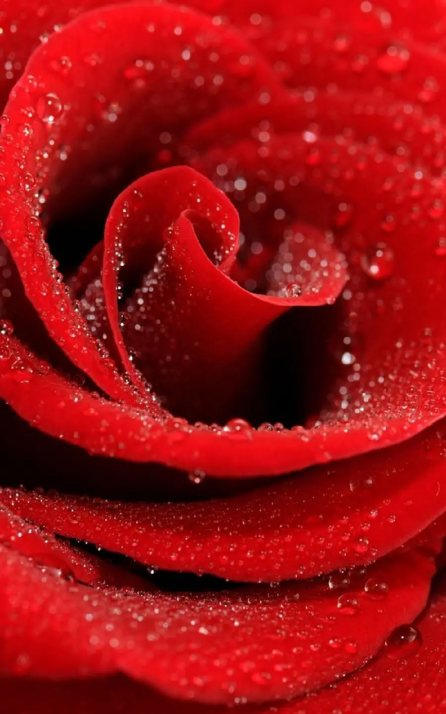 Special and attractive profile photo of colorful red roses