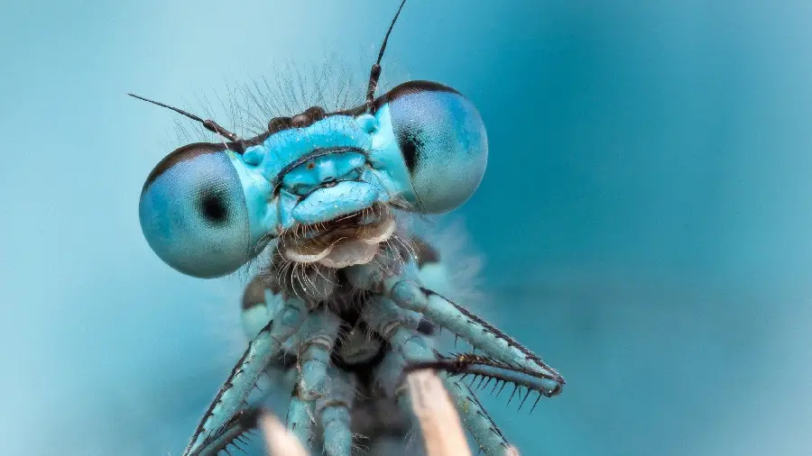 Interesting Face Image Dragonfly