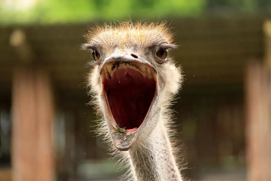 Angry ostrich screaming for Wallpaper