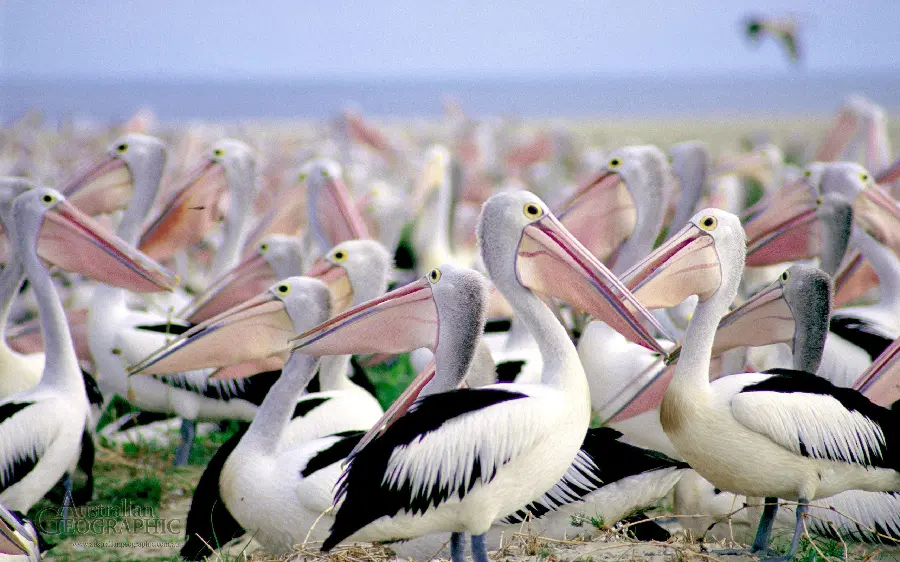 Amazing wallpaper of a large gathering of young pelicans