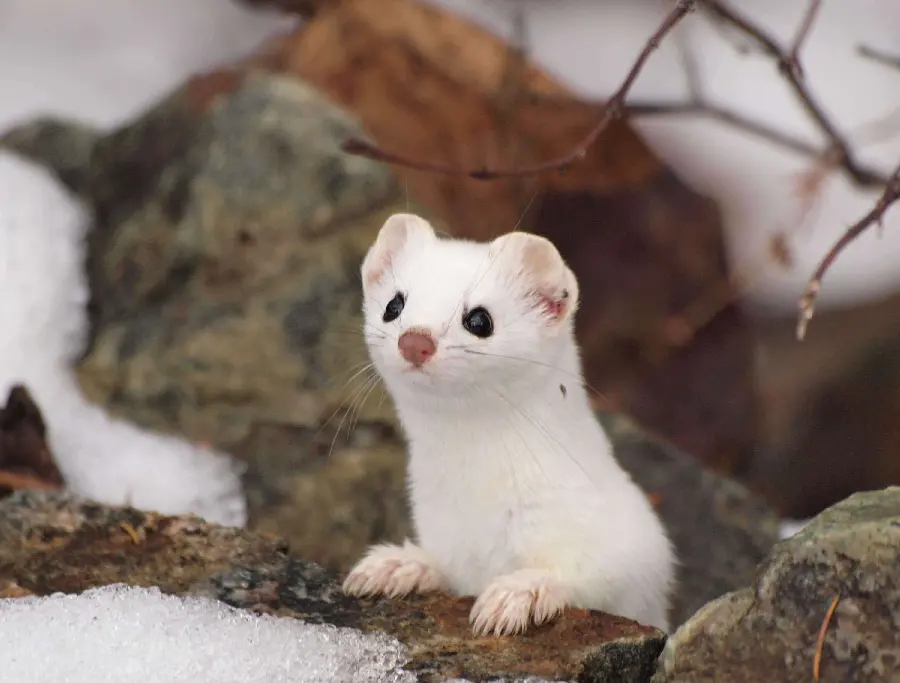 Download a cute image of a bloodthirsty weasel with its paws on a boulder in the snow