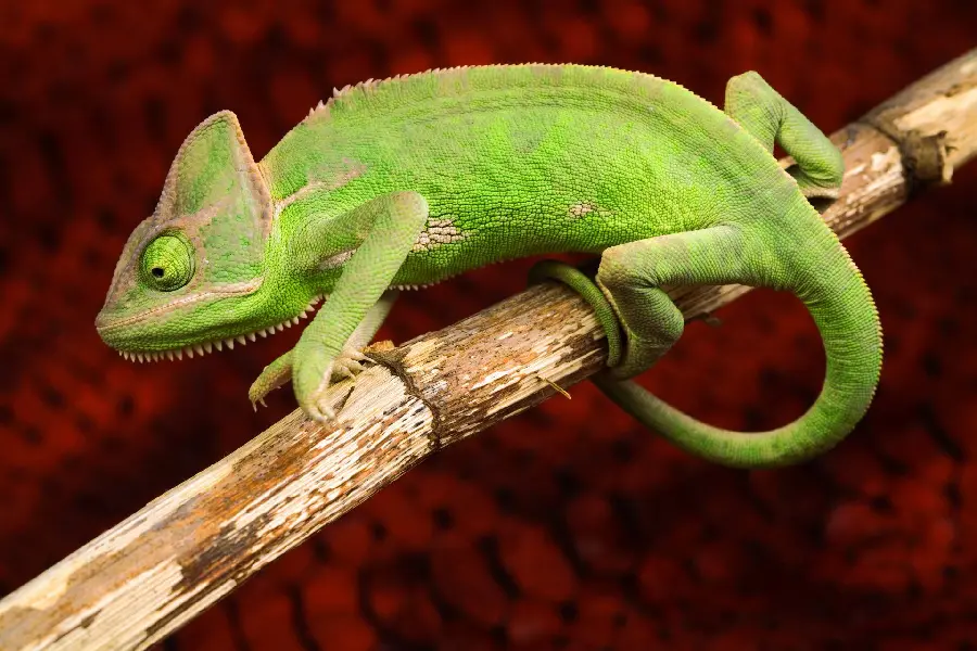 Green sail-blade chameleon photo