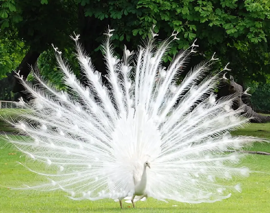 A lovely background image with high quality of a white peacock next to the trees