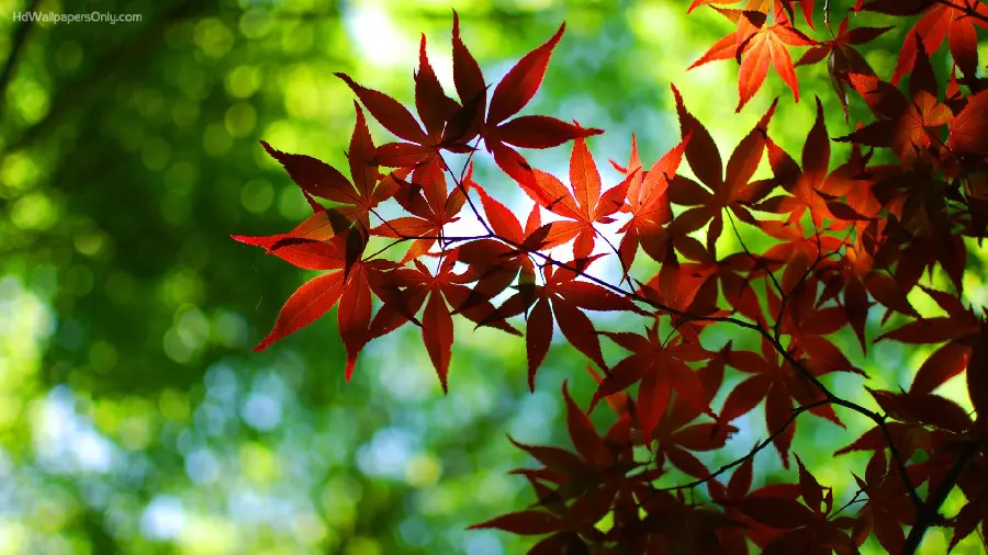 Masterpiece wallpaper of autumn leaves in a lush forest 