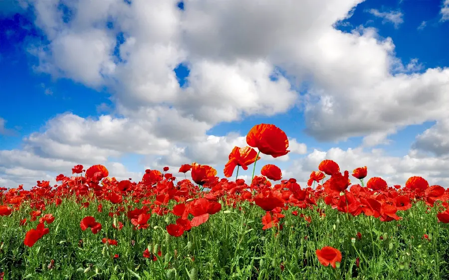 Download magnificent background image of countless wild red poppies and Blue sky with cotton clouds
